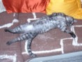 /album/fotogalerie/kocicka-grejsinka-jpg/